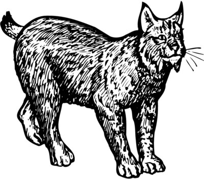 BOBCAT02